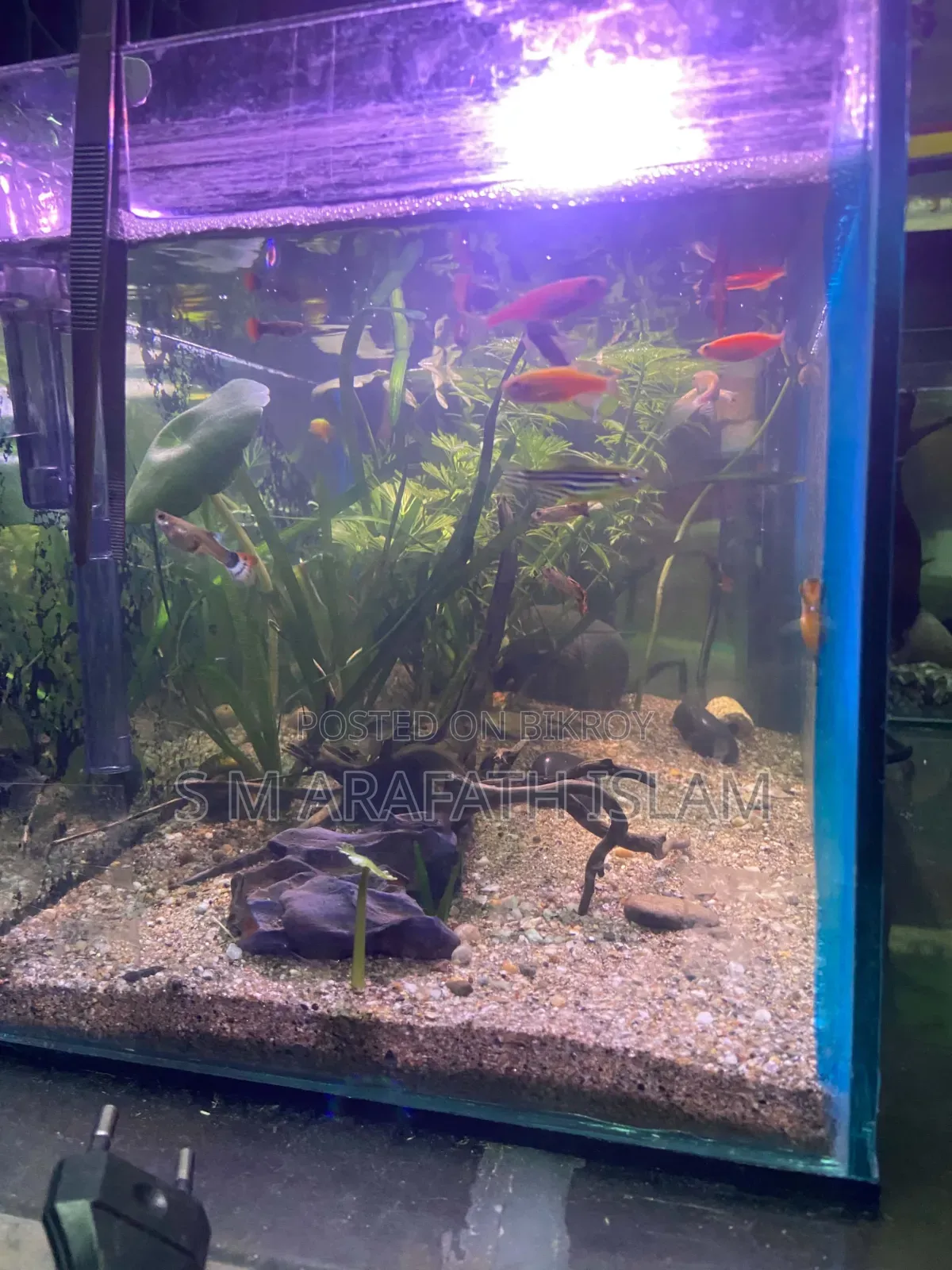 Planted Aquarium
