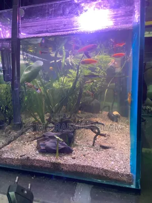 Planted Aquarium