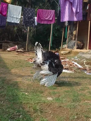 Turkey