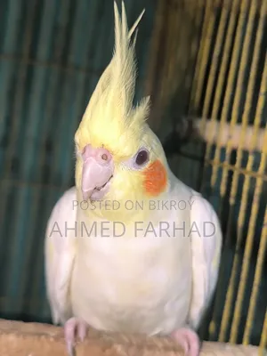 রানিং লুটুনো কোকাটেল পাখি। Cocktail Birds.