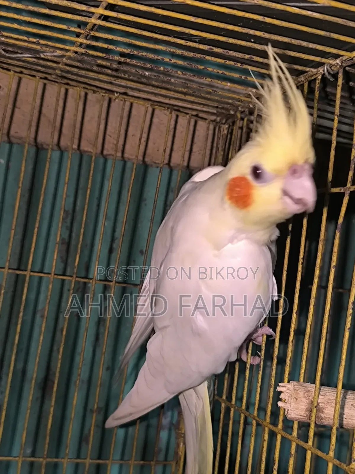 Active Lutino Cockatiel Birds.