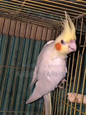 Active Lutino Cockatiel Birds.