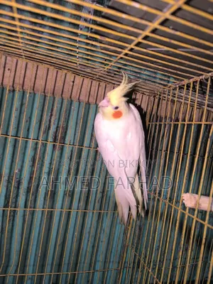 Active Lutino Cockatiel Birds.