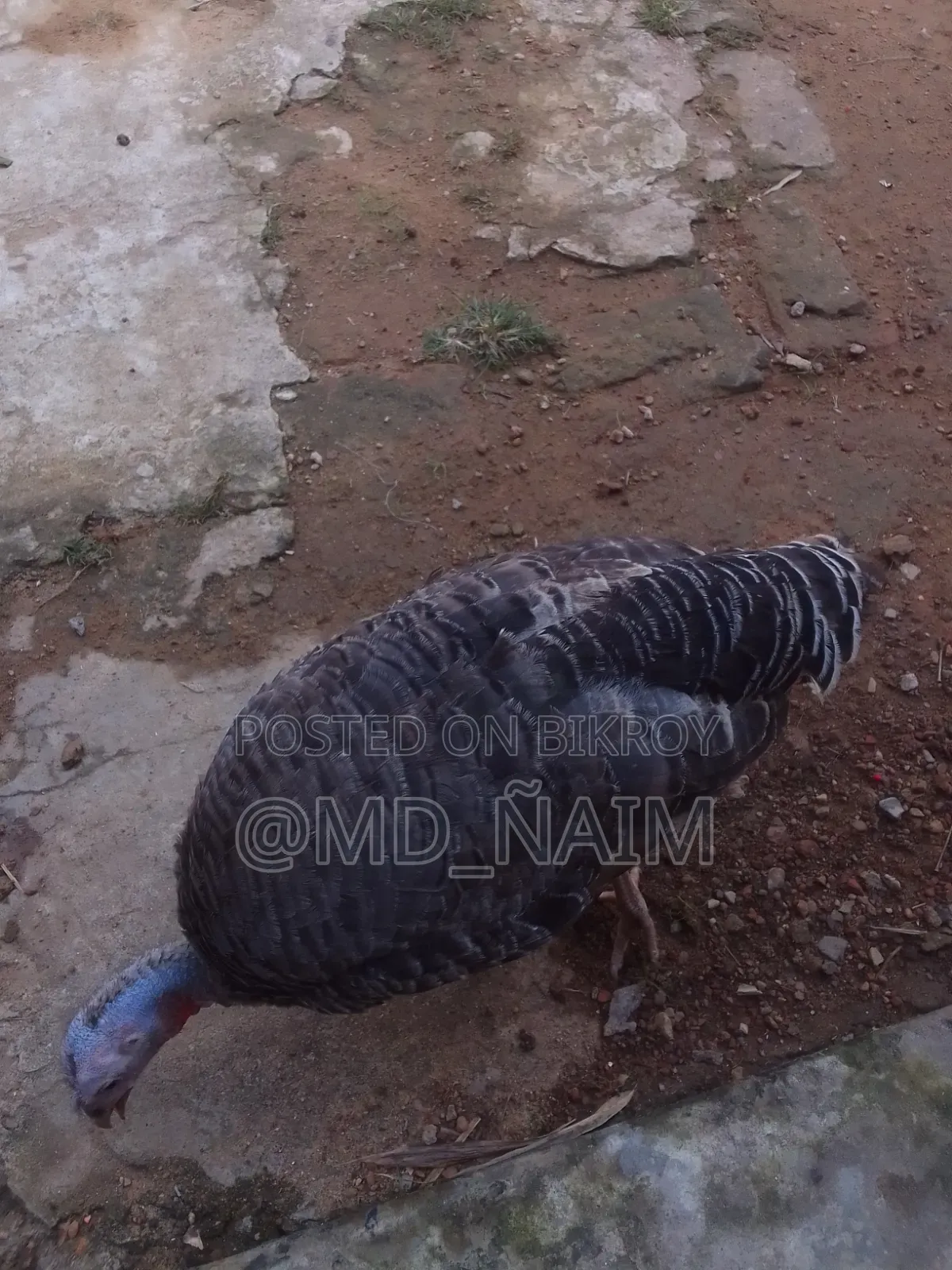 Turkey