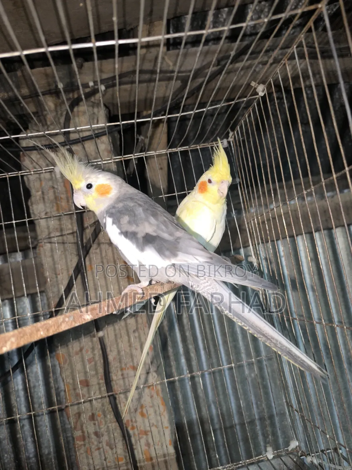 A pair of Cockatiel birds.
