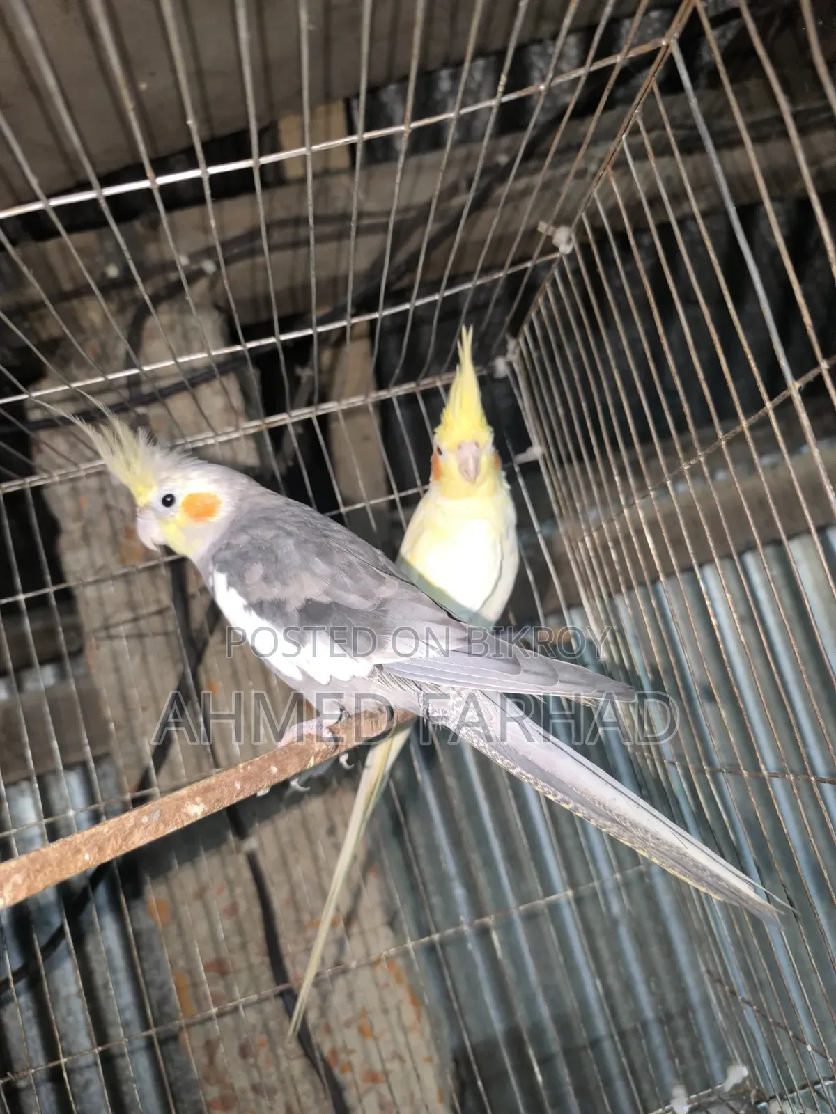 A pair of Cockatiel birds.