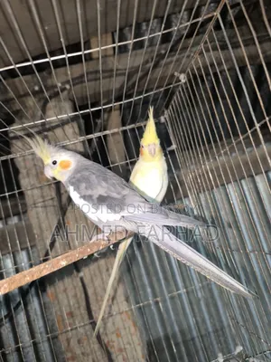A pair of Cockatiel birds.