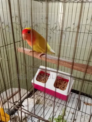 Pair of Running Lovebirds for Sale