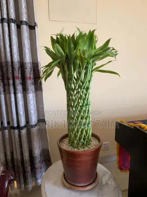 Lucky Bamboo