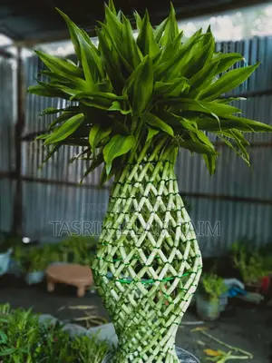 Lucky Bamboo