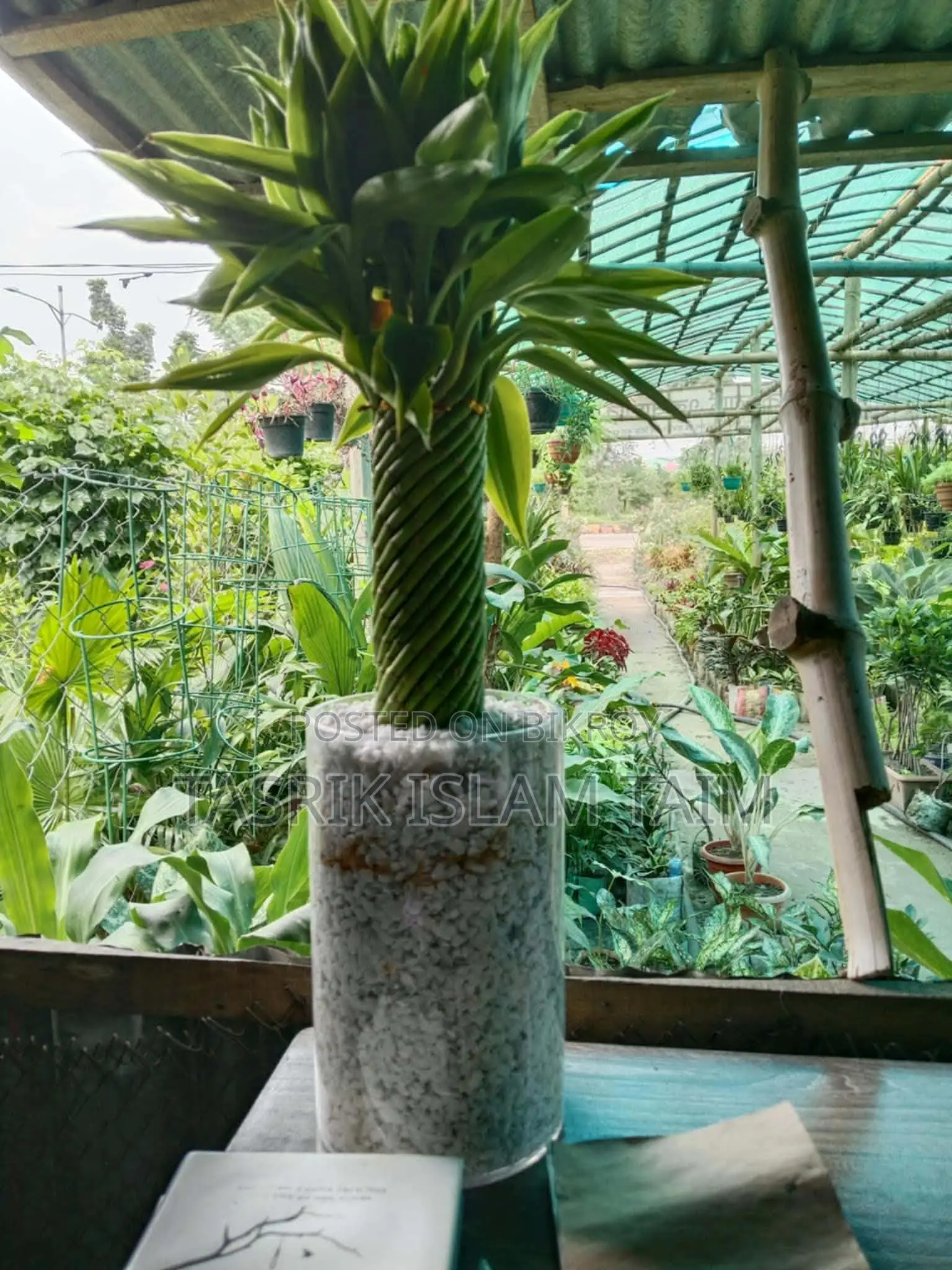 Lucky Bamboo