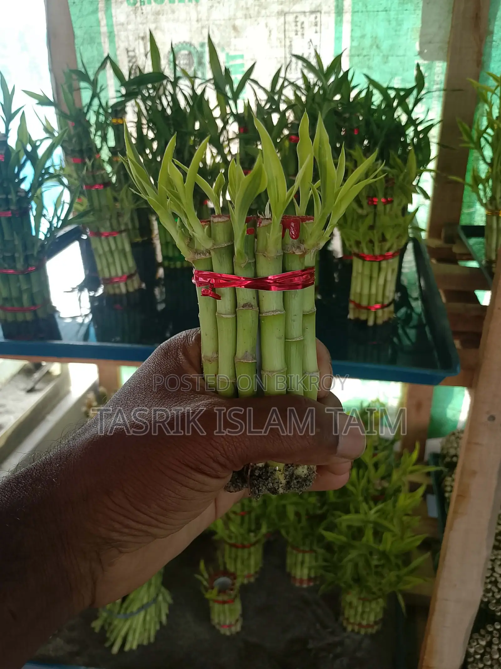 Lucky Bamboo