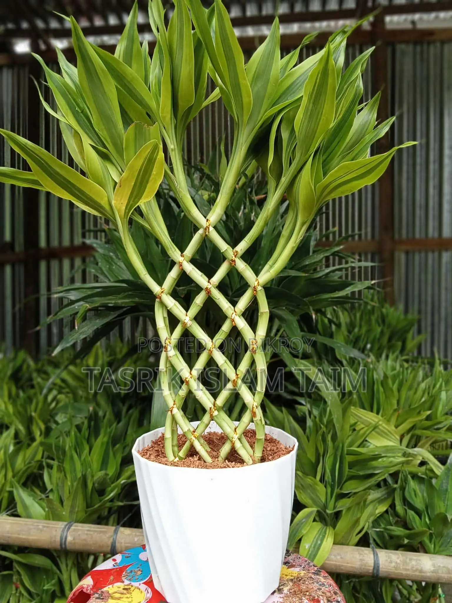 Lucky Bamboo