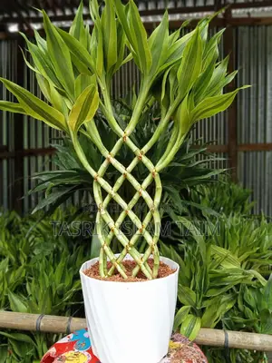 Lucky Bamboo
