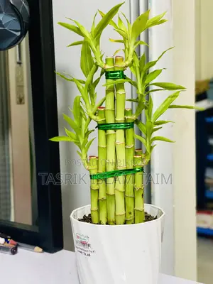 Lucky Bamboo