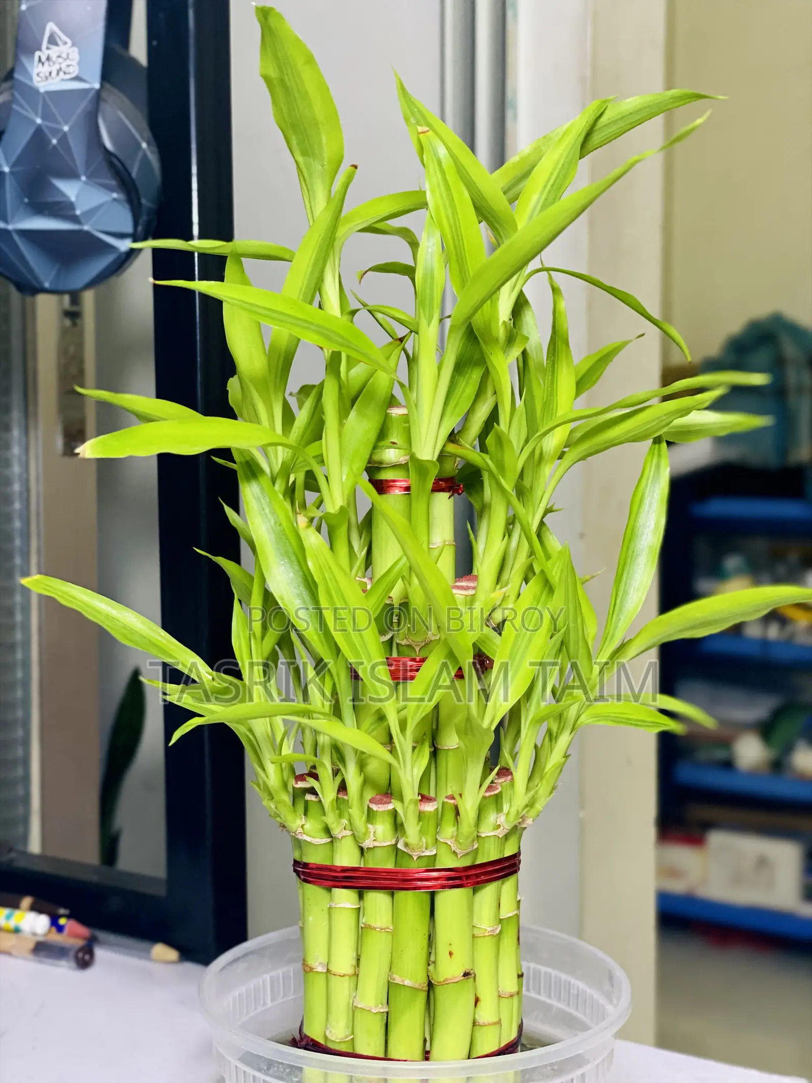 Lucky Bamboo