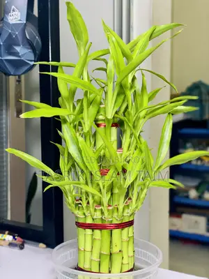 Lucky Bamboo
