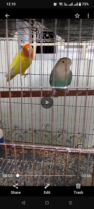 Pair of Running Lovebirds for Sale