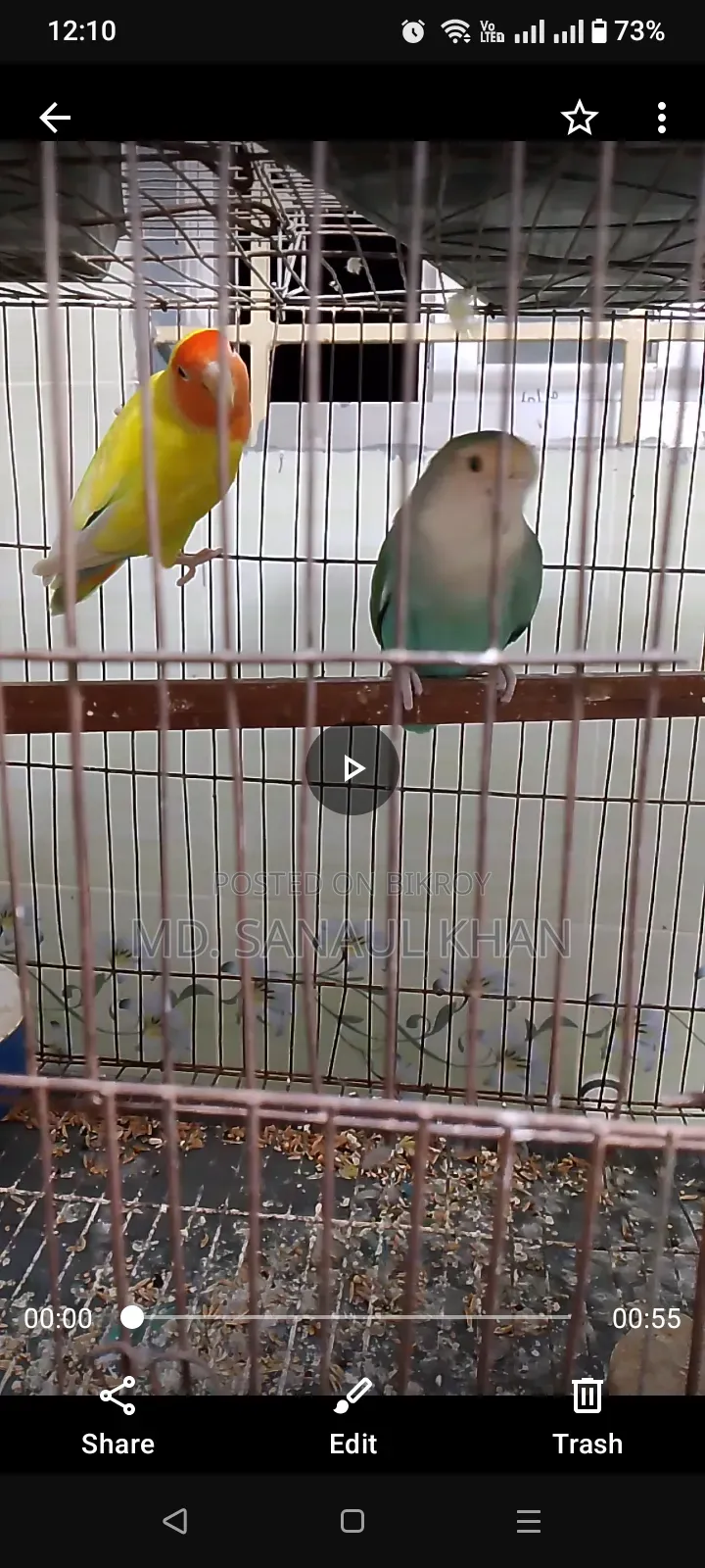 Pair of Running Lovebirds for Sale