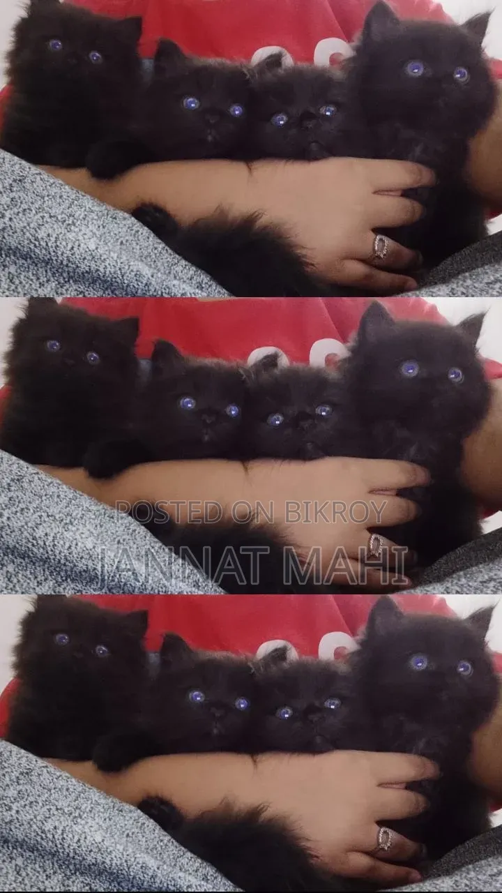 1-3 Months Female Purebred Persian