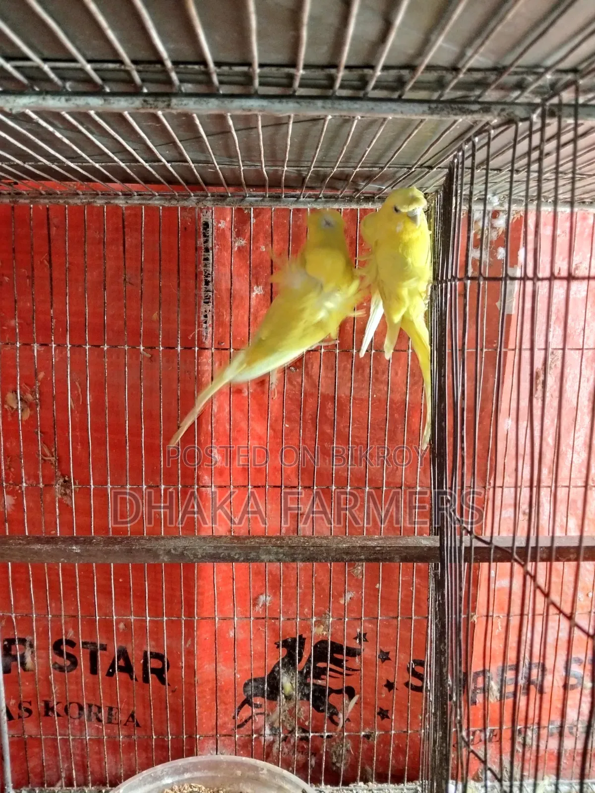 Yellow DF Pair