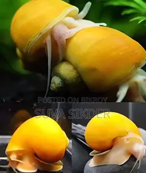 অ্যাপল স্নেইল