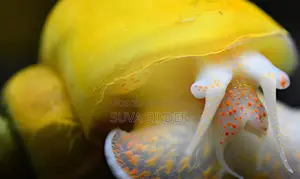 অ্যাপল স্নেইল
