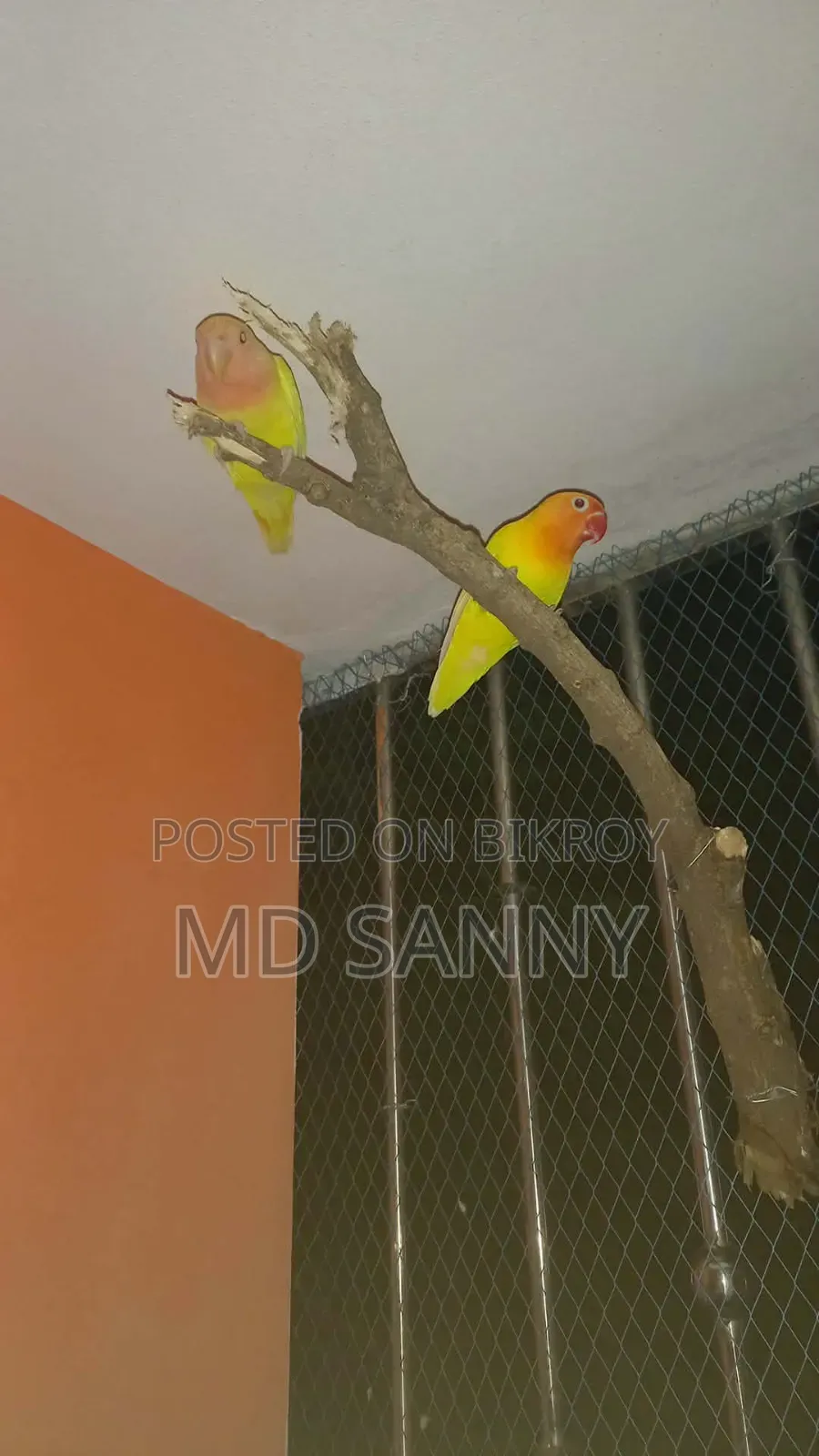 Lovebirds Pair