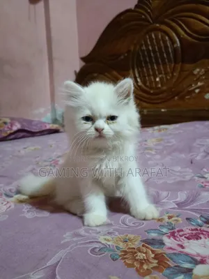 1-3 Months Female Purebred Persian