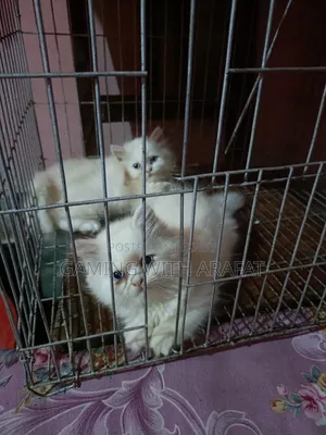 1-3 Months Female Purebred Persian