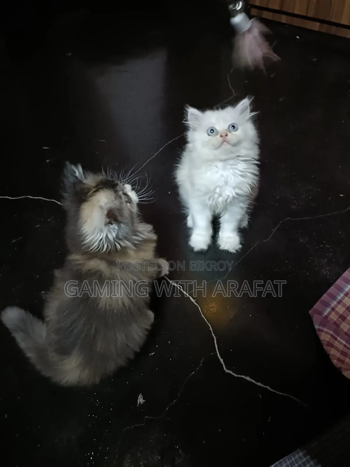 1-3 Months Female Purebred Persian