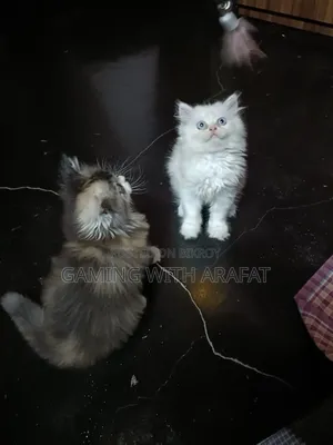 1-3 Months Female Purebred Persian