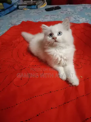 1-3 Months Female Purebred Persian
