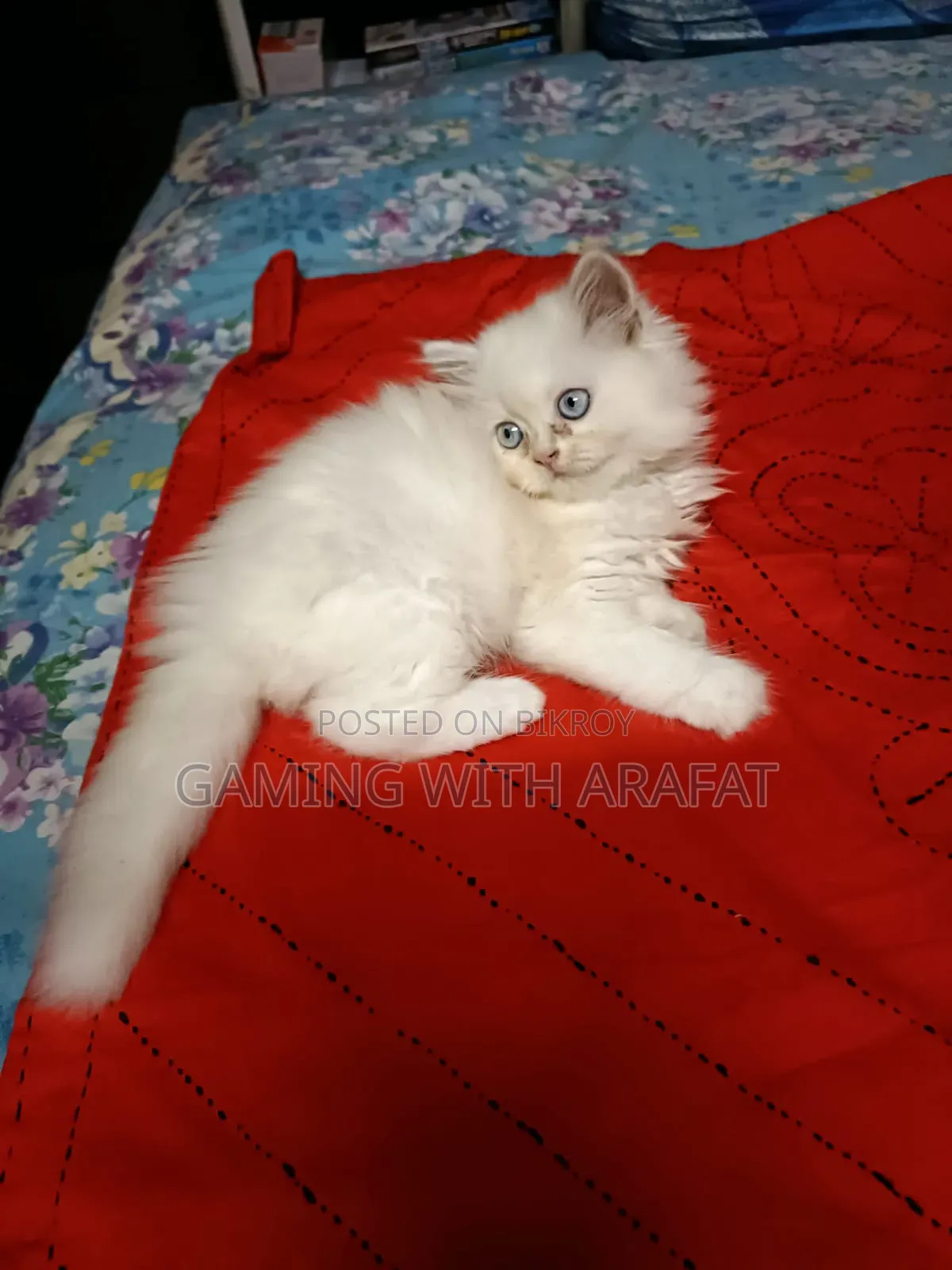1-3 Months Female Purebred Persian