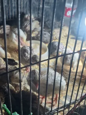 ইউরোপিয়ান জায়েন্ট কোয়েল ১২ দিনের বাচ্চা
