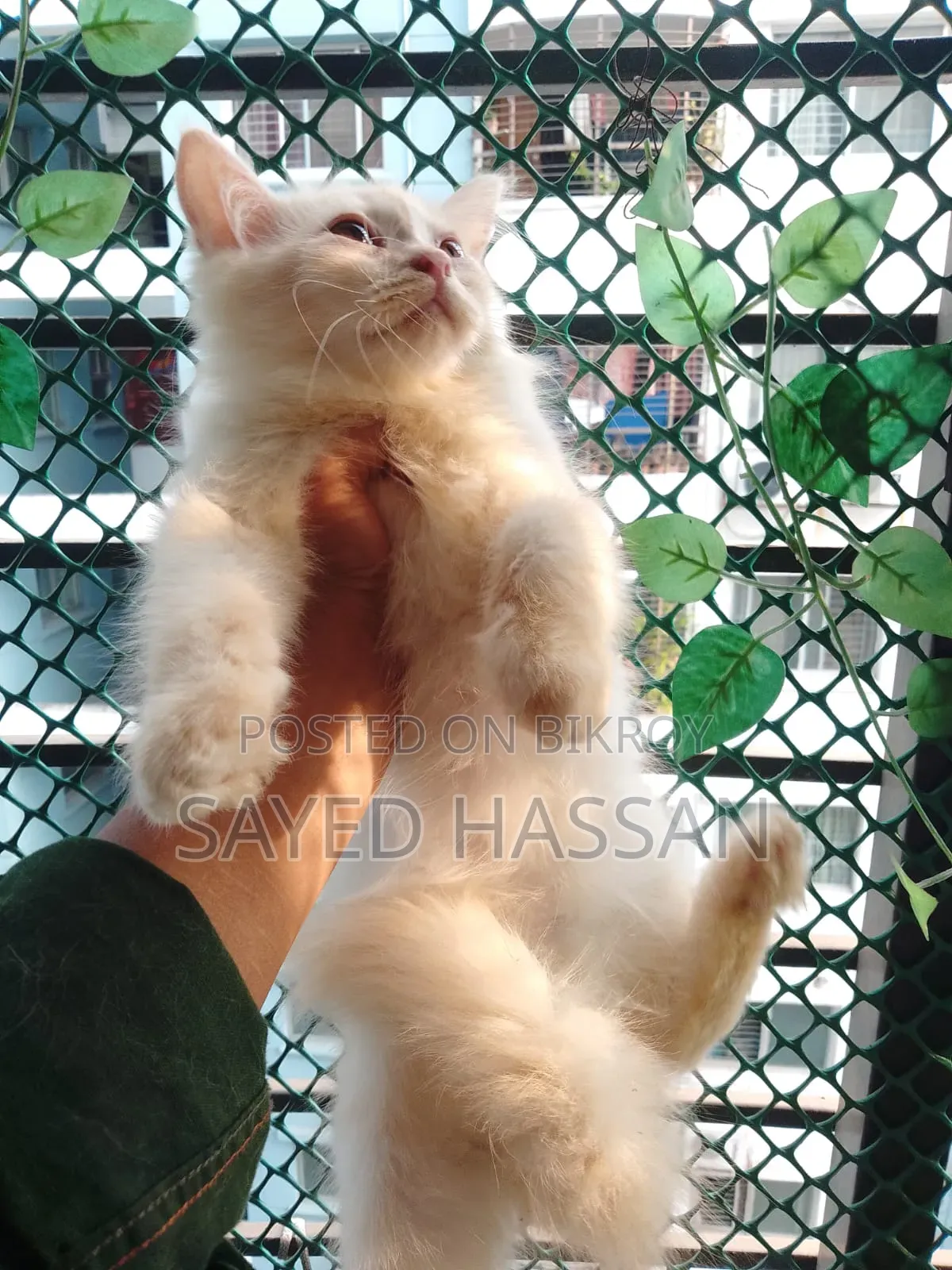 1-3 Months Male Purebred Persian