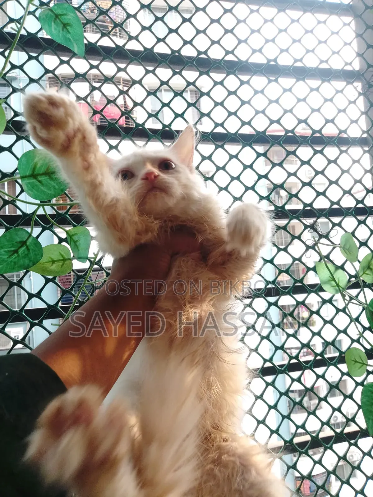 1-3 Months Male Purebred Persian