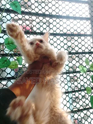 1-3 Months Male Purebred Persian