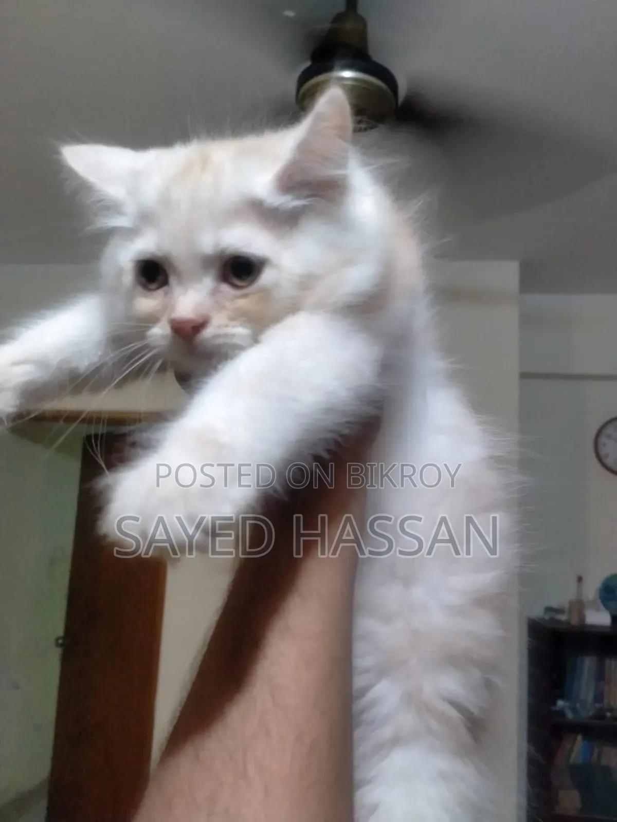 1-3 Months Male Purebred Persian