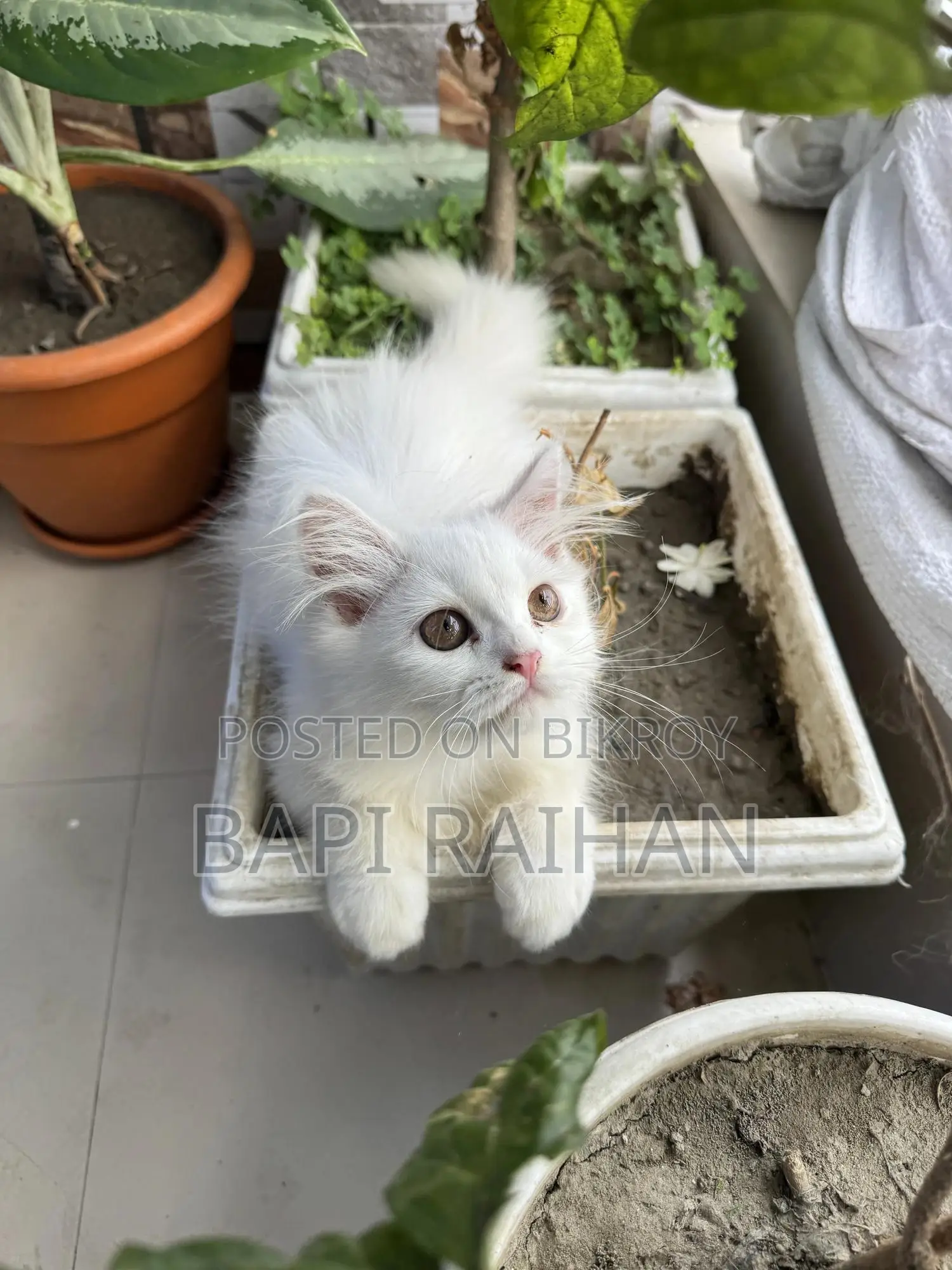 1-3 Months Female Purebred Persian