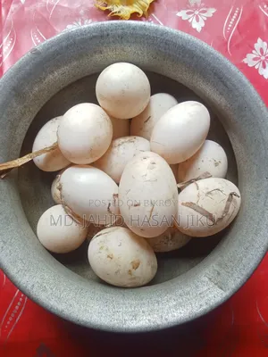 পেকিং স্টার–১৩ হাঁসের বীজ ডিম