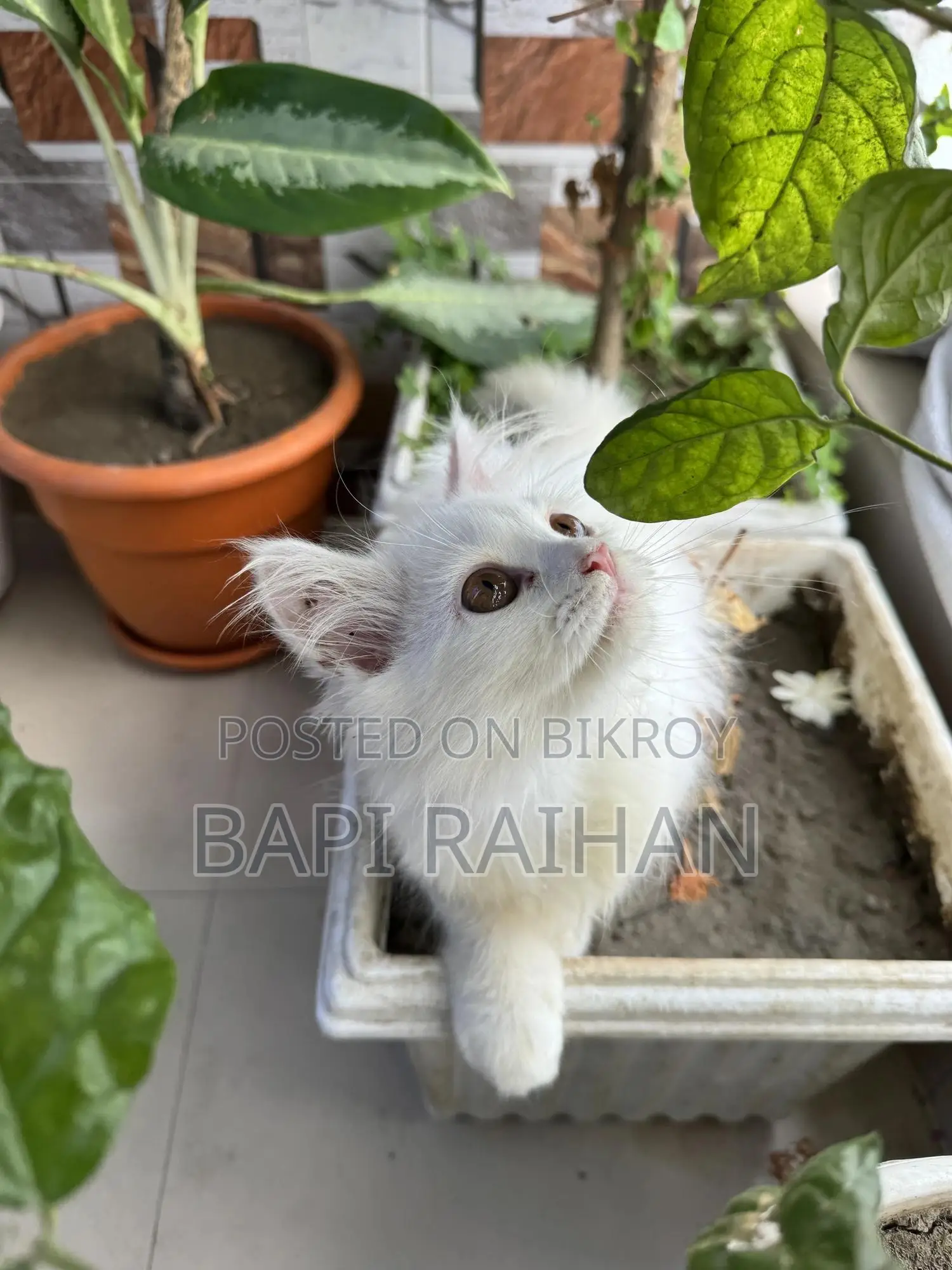 1-3 Months Female Purebred Persian
