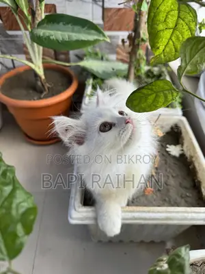 1-3 Months Female Purebred Persian
