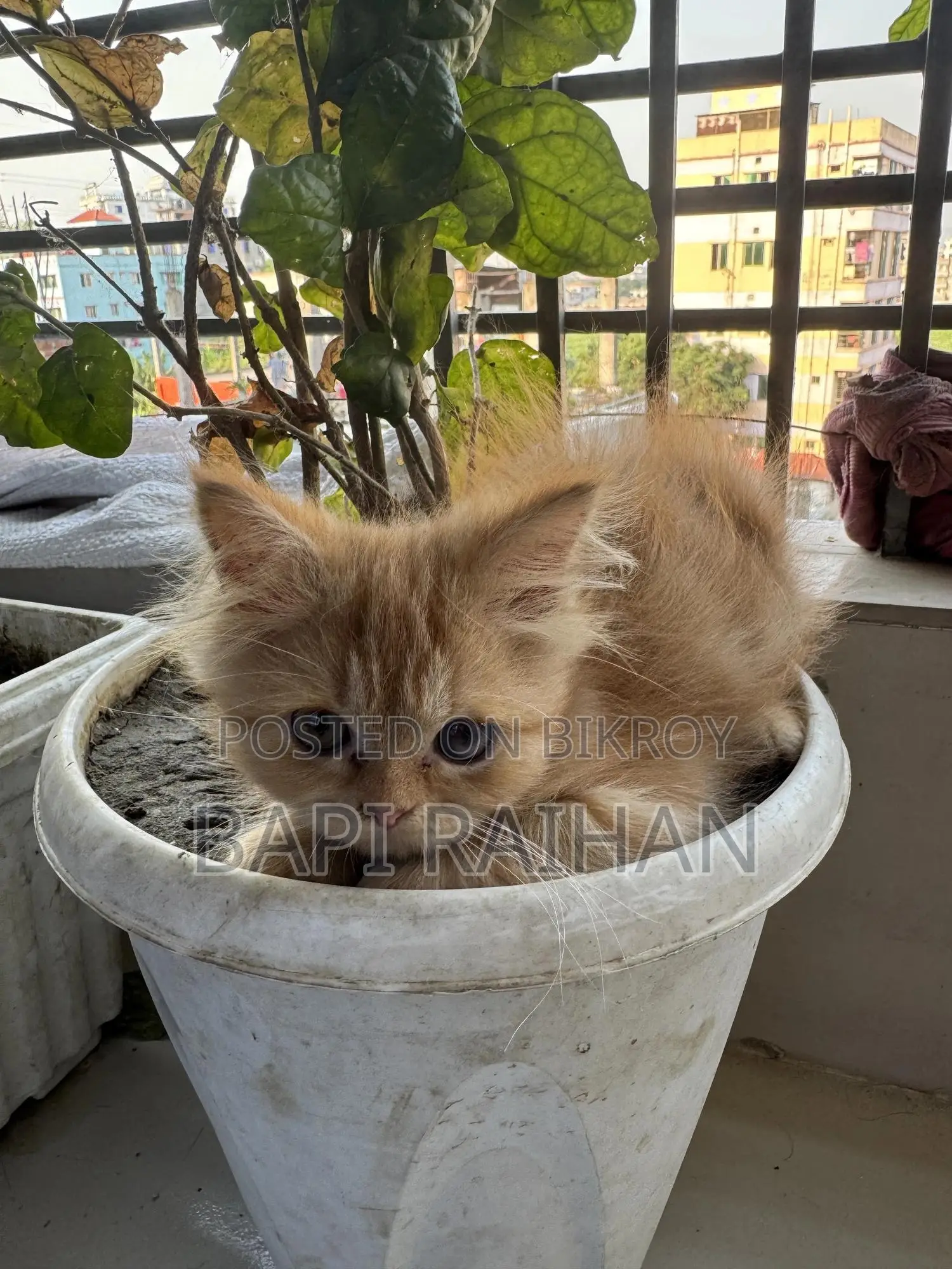 1-3 Months Female Purebred Persian