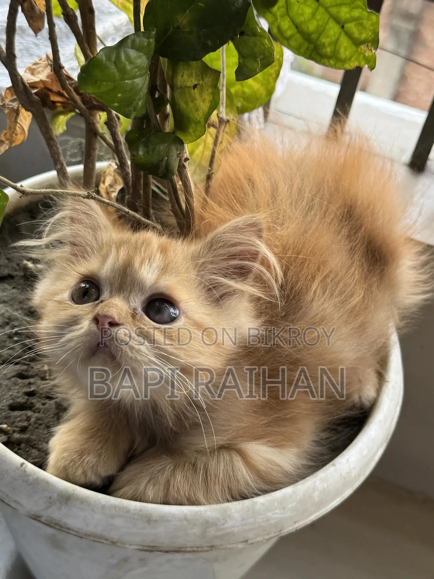 1-3 Months Female Purebred Persian