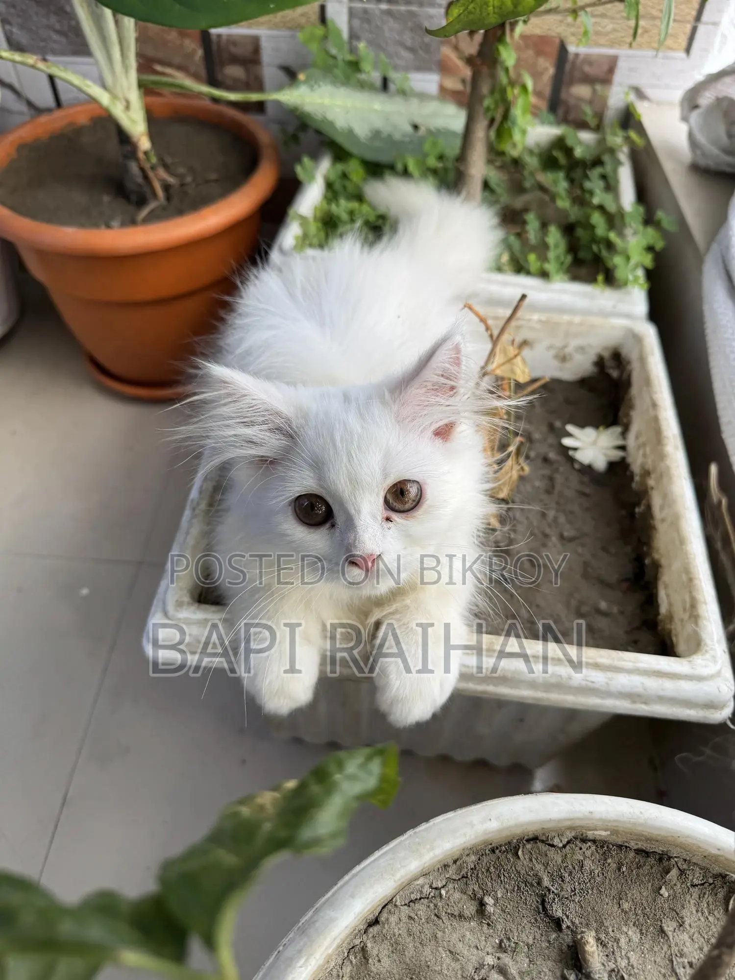 1-3 Months Female Purebred Persian