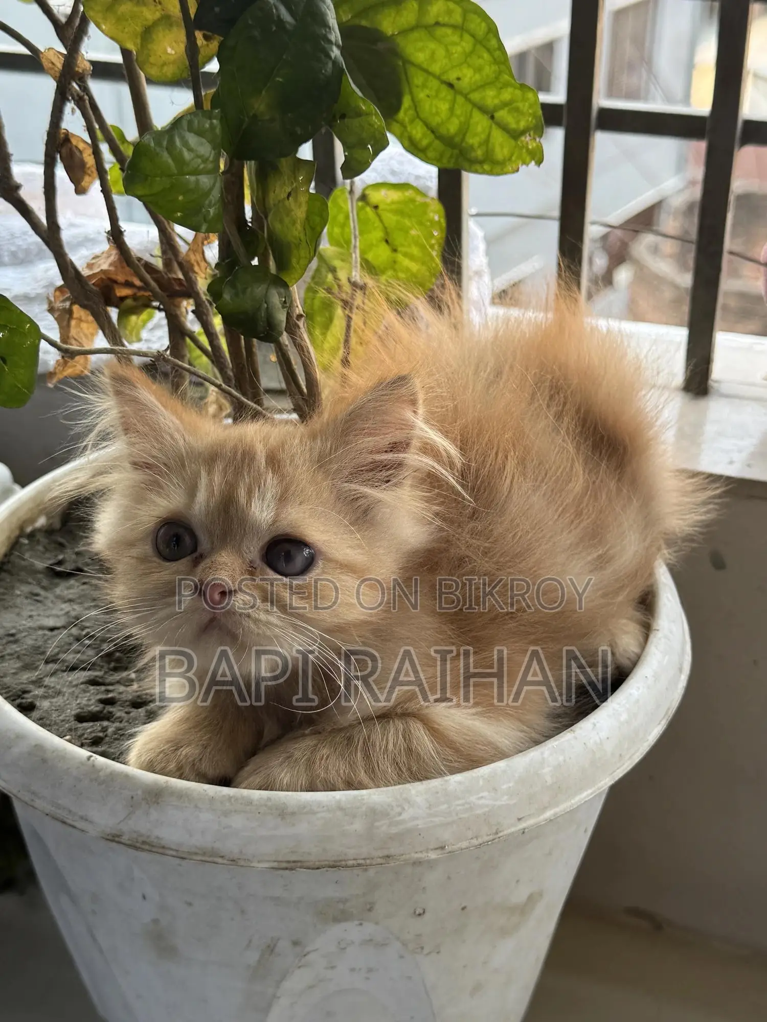 1-3 Months Female Purebred Persian