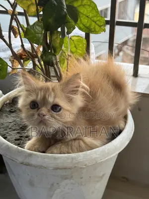 1-3 Months Female Purebred Persian