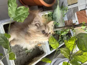 1-3 Months Female Purebred Persian