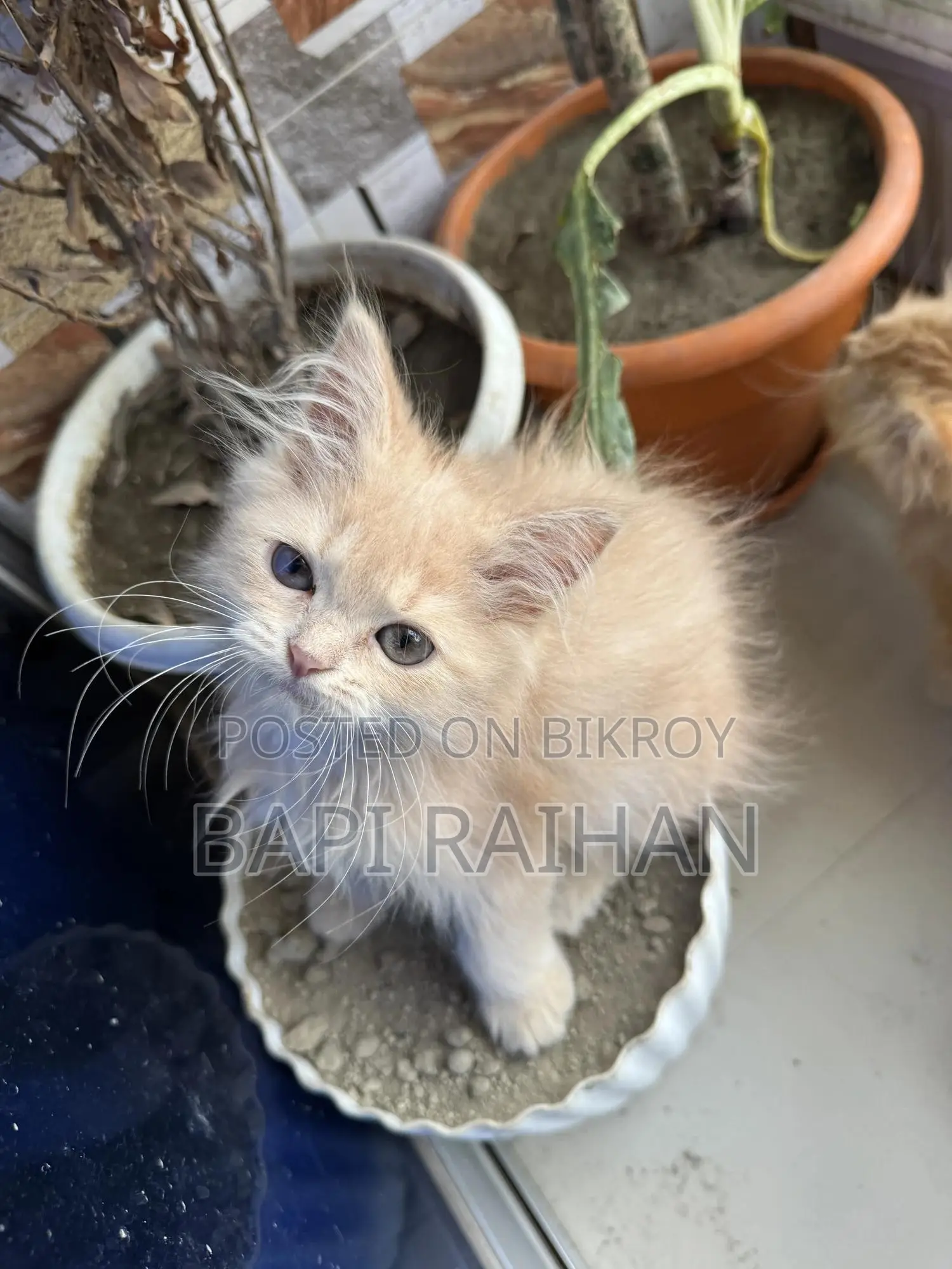 1-3 Months Female Purebred Persian